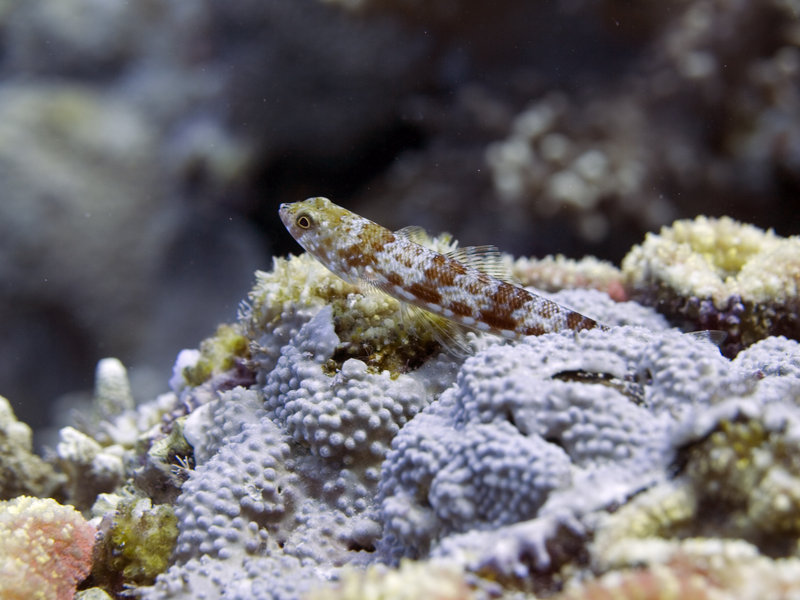 Goby, Dogtooth Lair